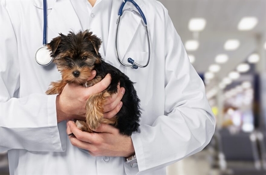 Ağrı Veteriner Kliniği 
