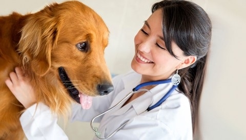 Artvin Veteriner Kliniği 