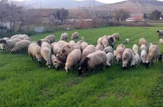 Kastamonu Adaklık Kurbanlık