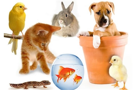 Şanlıurfa Veteriner Kliniği 