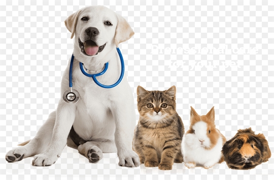 Tokat Veteriner Kliniği 