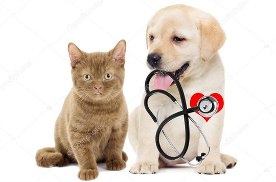 Trabzon Veteriner Kliniği 