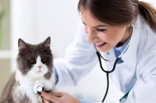 Van Veteriner Kliniği 