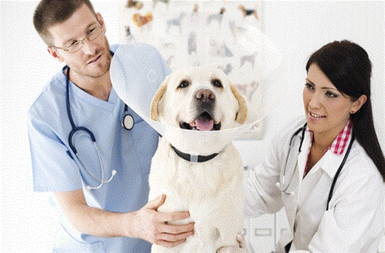 Yozgat Veteriner Kliniği 